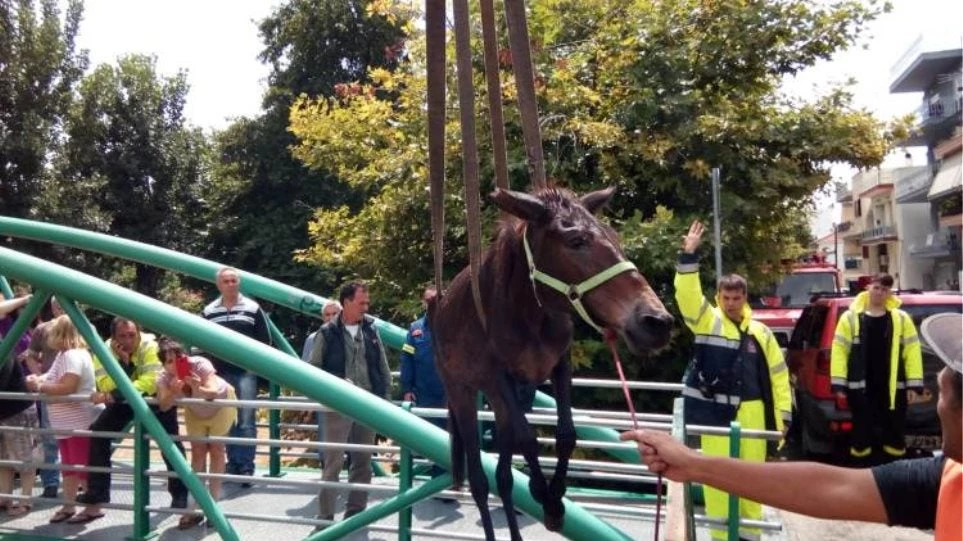 Απίστευτες εικόνες στον Βόλο: Επτά δεμένα άλογα σώθηκαν στο παρα 5′ από χείμαρρο